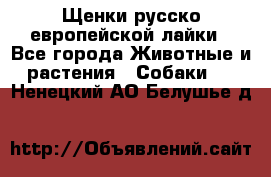 Щенки русско европейской лайки - Все города Животные и растения » Собаки   . Ненецкий АО,Белушье д.